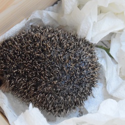 Igel